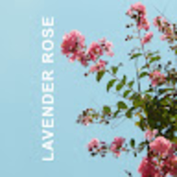 __lavenderose__